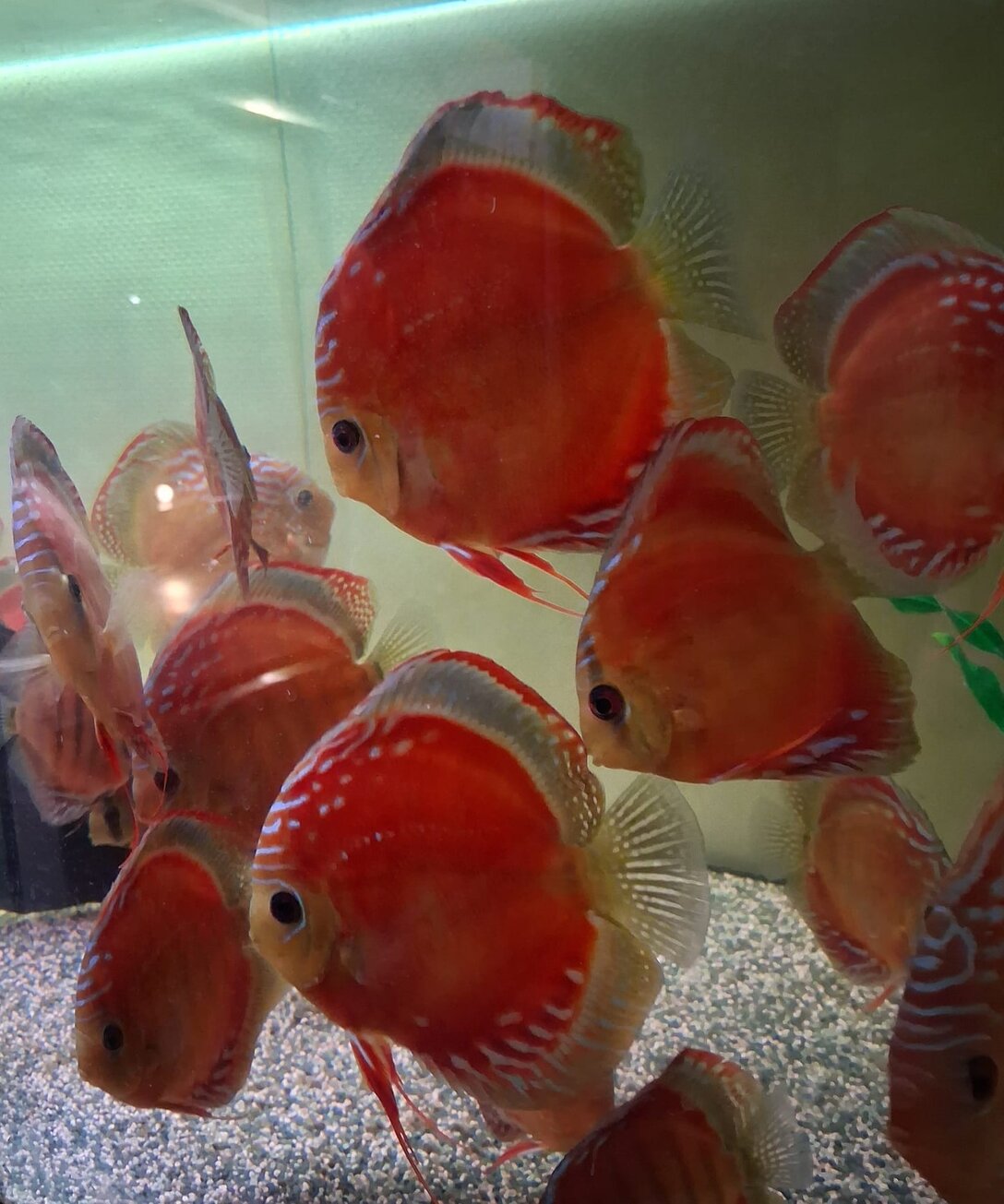 Blue Diamond Diskus Jungfische