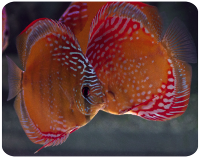 Andreas Leichtling in der Zuchtanlage