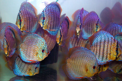 Zuchtanlage mit Beckenreihen und Filtertechnik