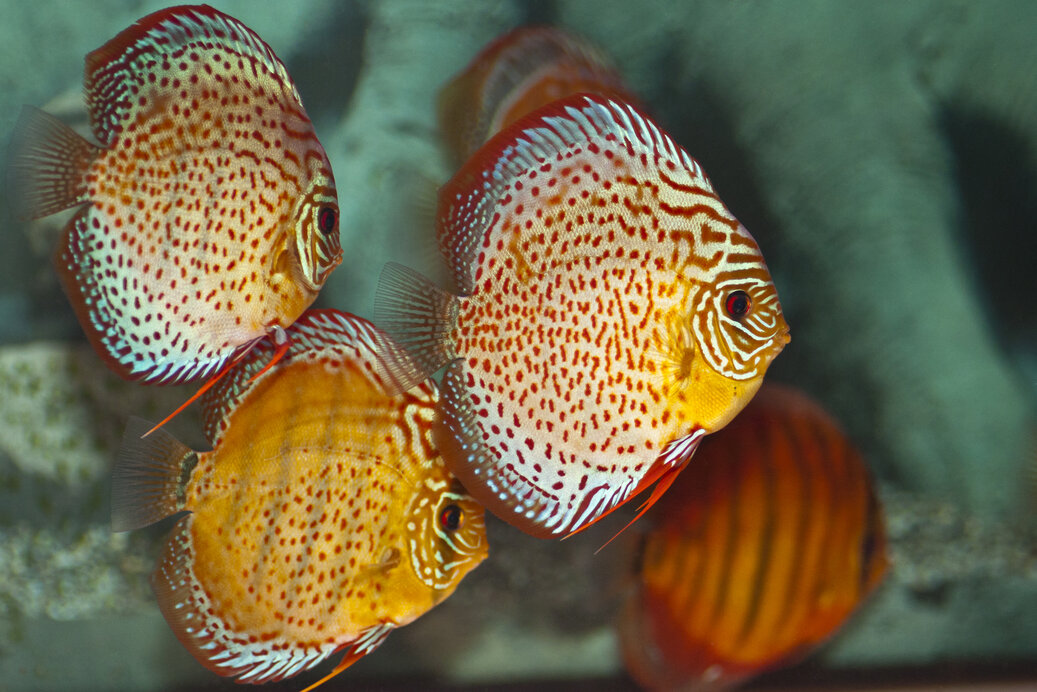 Wassertests und Messgeräte am Aquarium